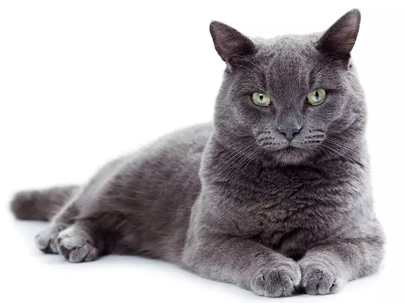mera Katzenrassen Russisch Blau mera Katzenrassen Russisch Blau