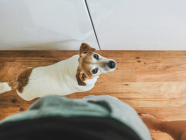 Hund steht neben Mann in der Küche und guckt hoch 