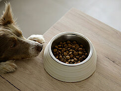 Hund wartet darauf Essen zu dürfen Hund wartet darauf Essen zu dürfen