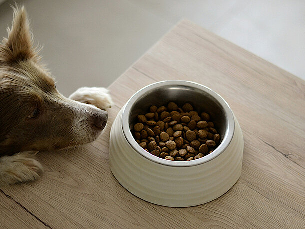 Hund wartet darauf Essen zu dürfen Hund wartet darauf Essen zu dürfen
