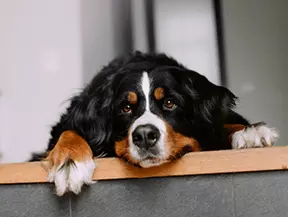 mera petfood hunderassen berner sennenhund