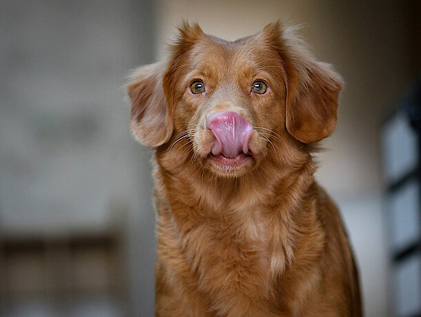 Hund schleckt sich über die Lippen Hund schleckt sich über die Lippen
