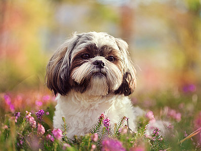 mera Hunderasse Shih tzu