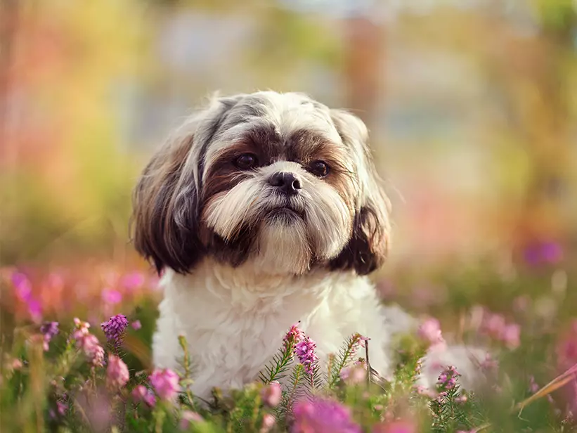 mera Hunderasse Shih tzu mera Hunderasse Shih tzu