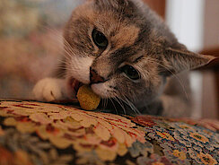 Katze liegt auf der Couch und isst Katze liegt auf der Couch und isst