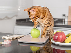 Katze schaut sich den Apfel an Katze schaut sich den Apfel an