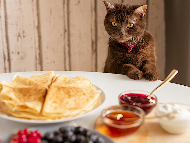 Katze steht an einem Tisch auf dem Pfannkuchen mit Marmelade liegen 