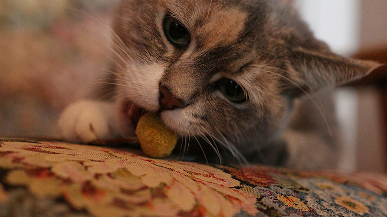Was drfen Katzen nicht fressen? - mera - The Petfood Family