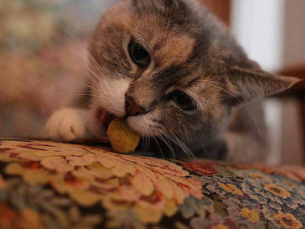 Katze liegt auf der Couch und isst 