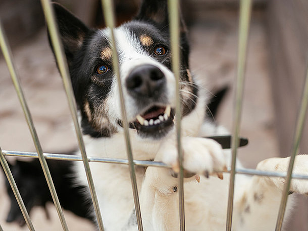 Hund hinter Gitter