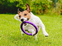 mera Petfood Hunderatgeber - Hundespiele mera Petfood Hunderatgeber - Hundespiele