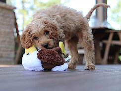Hund spielt mit Kuscheltier