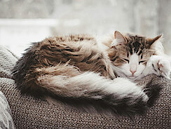 mera Petfood Katzenratgeber - Nierenschwäche bei Katzen