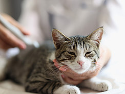 mera Petfood Katzenratgeber - Nierenschwäche bei Katzen mera Petfood Katzenratgeber - Nierenschwäche bei Katzen