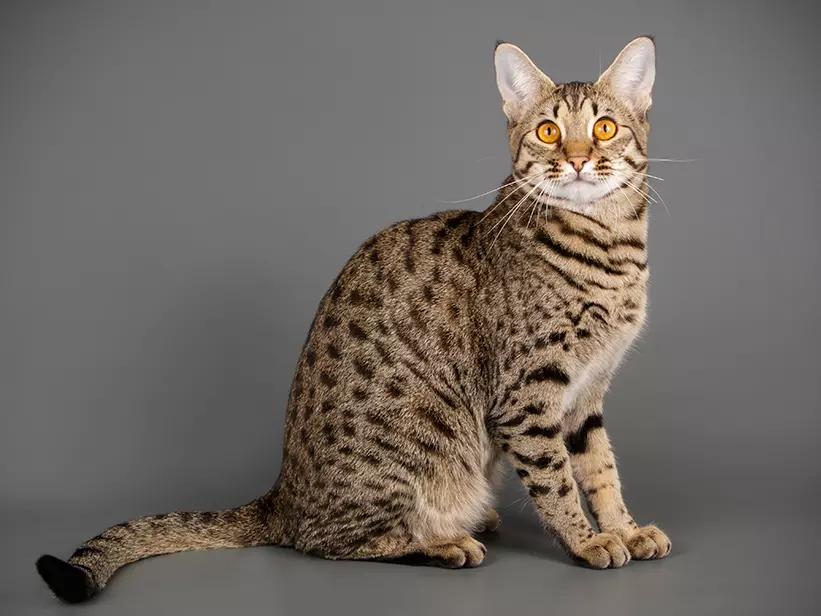 Svanahh Katze Svanahh Katze