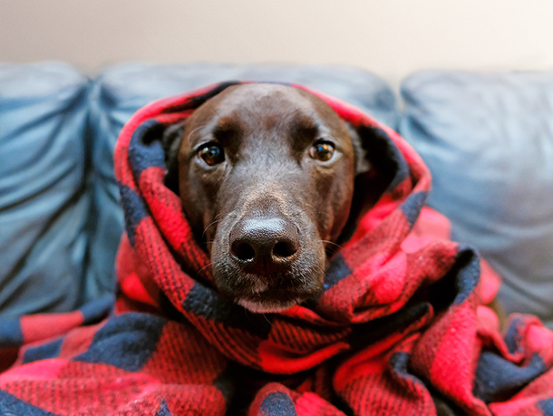 Hund ist einer warmen Decke eingewickelt Hund ist einer warmen Decke eingewickelt