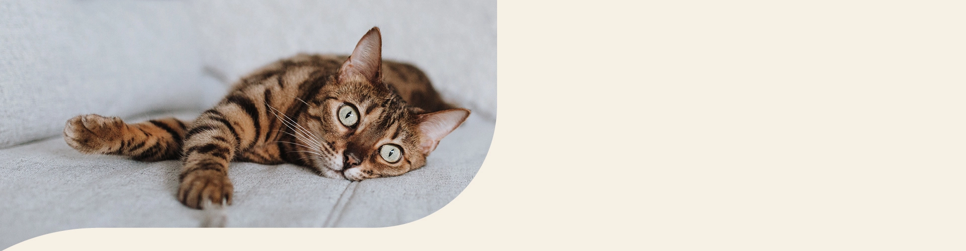 Bengalkatze Info Banner