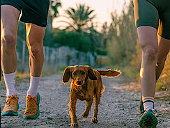 Hund geht mit zwei Personen joggen