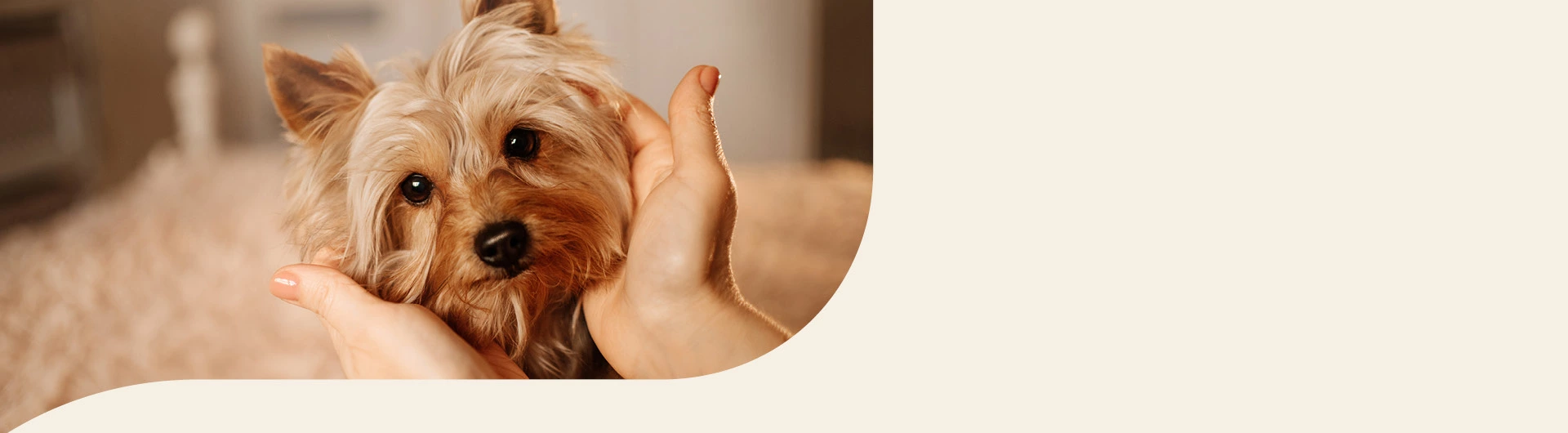 Yorkshire Terrier Info Banner