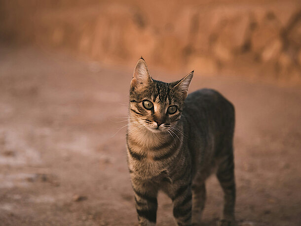 dünne Katze steht auf Sand und schaut in die Kamera 
