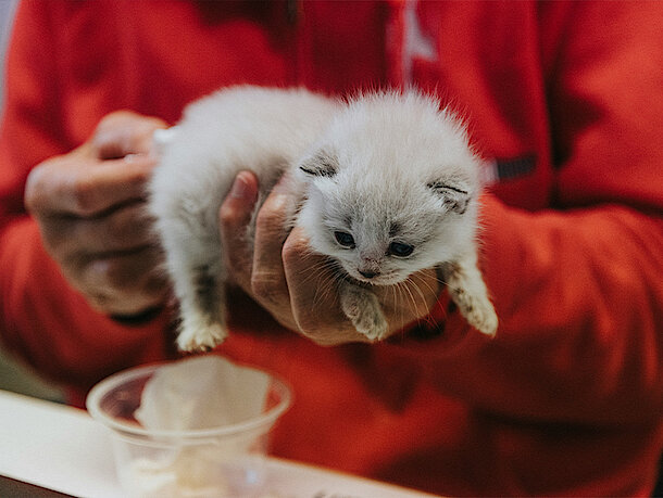 Kitten auf dem Arm eines Arztes