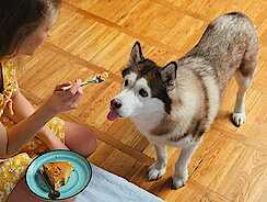 Frau gibt Hund Kuchen mit der Gabel Frau gibt Hund Kuchen mit der Gabel