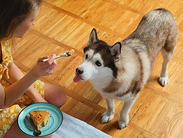 Frau gibt Hund Kuchen mit der Gabel