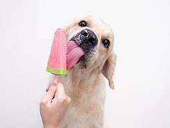 Hund leckt an einem Eis Hund leckt an einem Eis