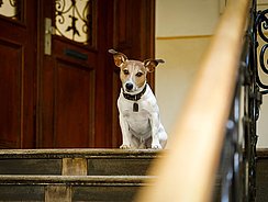 Wenn der Besucherempfang ausartet.