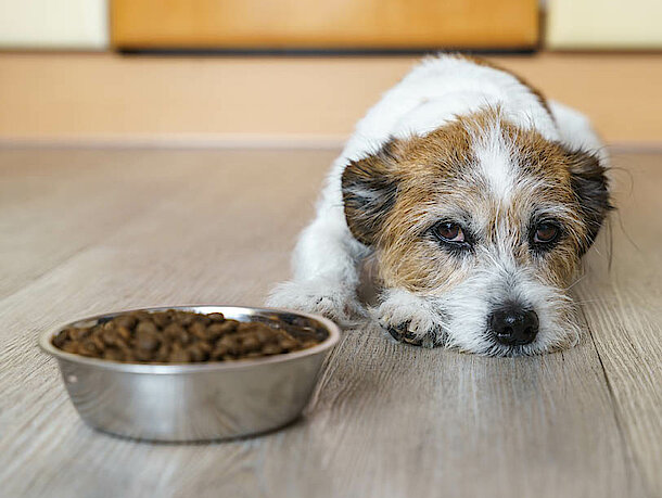 Hund liegt traurig neben dem vollen Futternapf