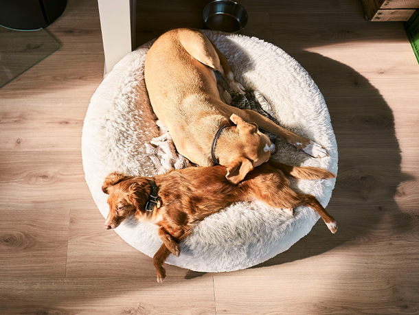 mera Banner Ratgeber Hund