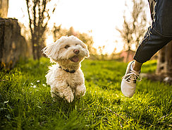 Blonder Malteser Hund auf einer Wiese mera petfood - hunderatgeber colostrum