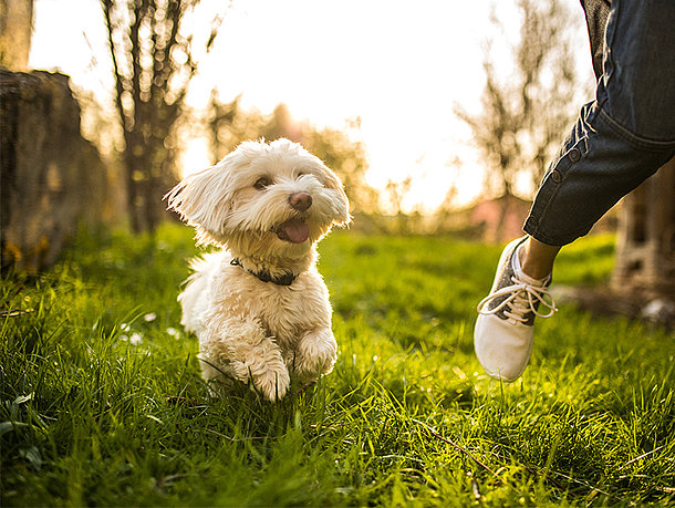 Blonder Malteser Hund auf einer Wiese mera petfood - hunderatgeber colostrum