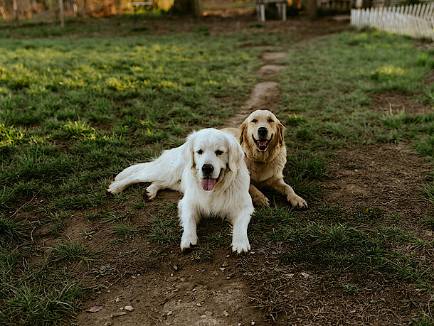 Zwei Hunde liegen auf einer Wiese Zwei Hunde liegen auf einer Wiese