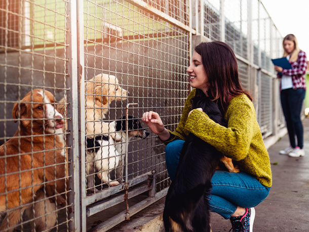 mera petfood hunderatgeber - Tierschutzhunde