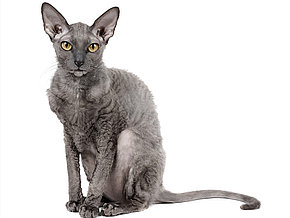 mera Katzenrassen Britisch Cornish Rex