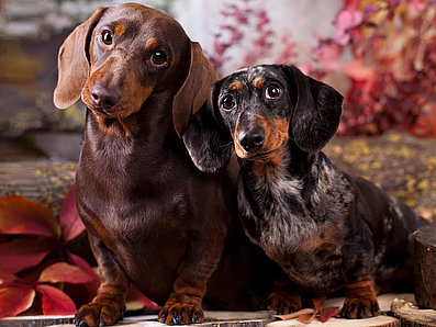 mera Hunderassen Dackel