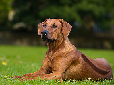 mera Hunderasse Rhodesion Ridgeback