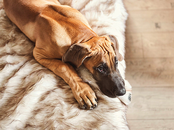 mera Hunderatgeber Hund Verstopfung mera Hunderatgeber Hund Verstopfung