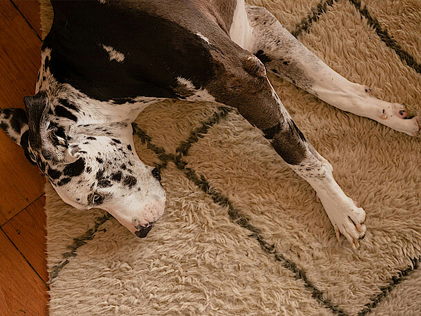 mera Hunderatgeber Hund Verstopfung