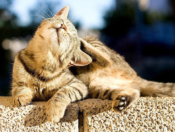 Zecken bei Katzen