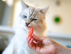 Katze will das angebotene hingehaltene Leckerchen nicht 