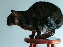 Katze hockt auf Hocker Katze hockt auf Hocker