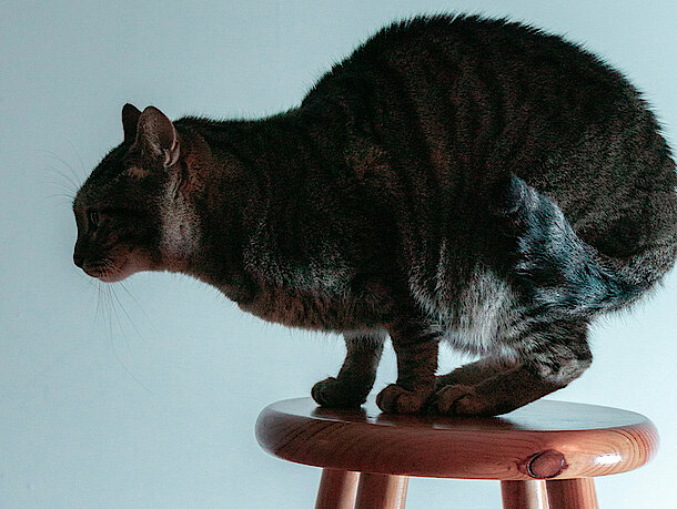 Katze hockt auf Hocker