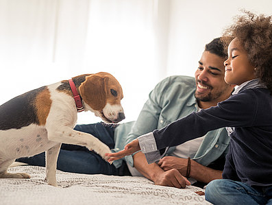 Welpe trainiert die Pfote zu geben