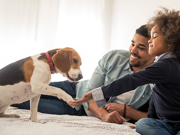 Welpe trainiert die Pfote zu geben Welpe trainiert die Pfote zu geben