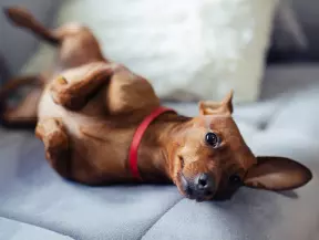 mera Hunderasse Zwergpinscher