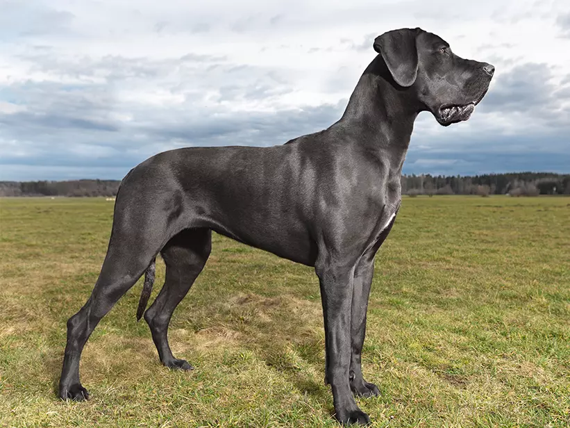 mera Hunderassen Deutsche Dogge mera Hunderassen Deutsche Dogge