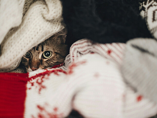 Kitten versteckt sich unter Decken 