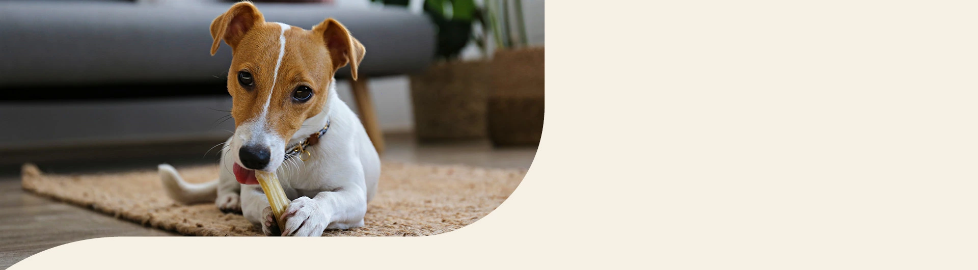 Jack Russel Terrier Info Banner